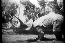 Willis O'Brien Triceratops (Evolution film)